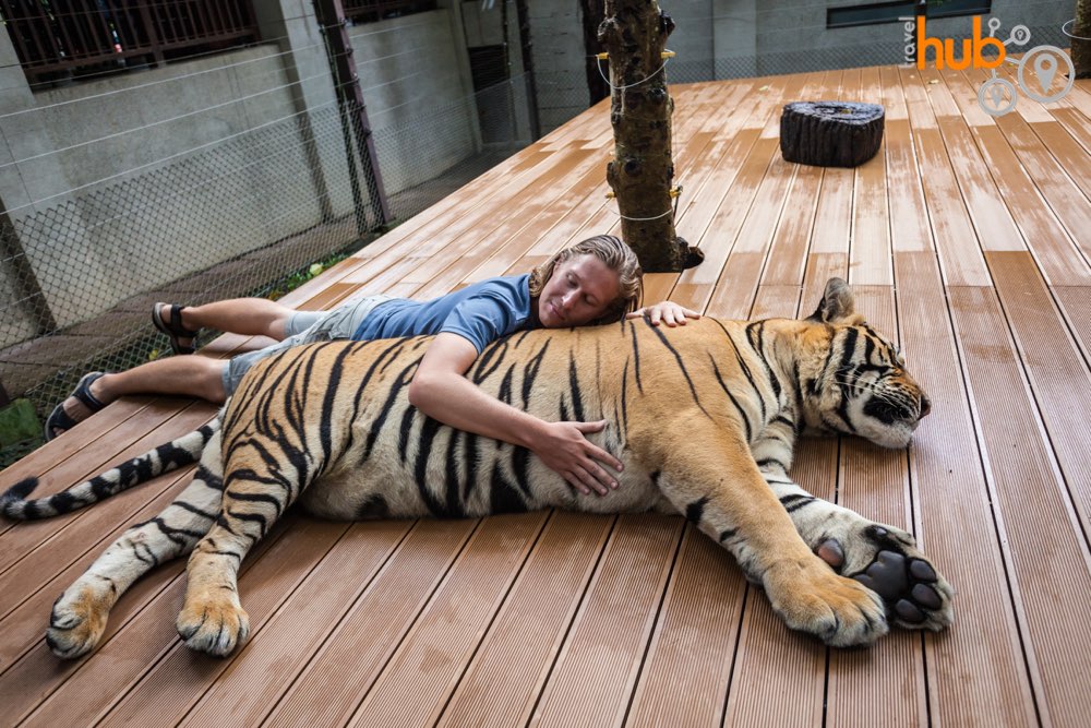 If hugging a fully grown tiger is your thing.....you can do it here!