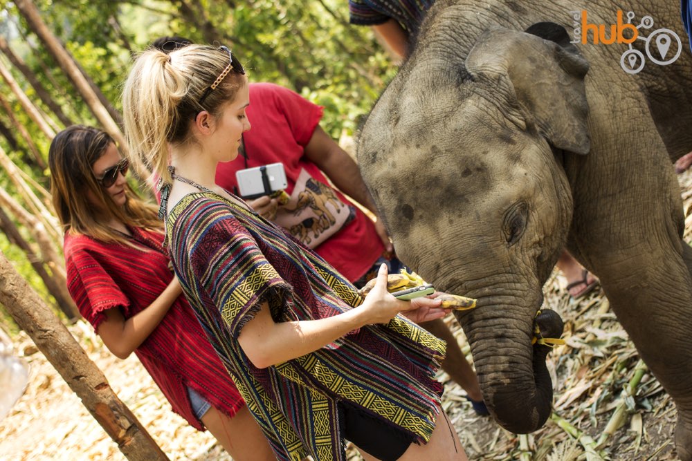 The elephants just love bananas!