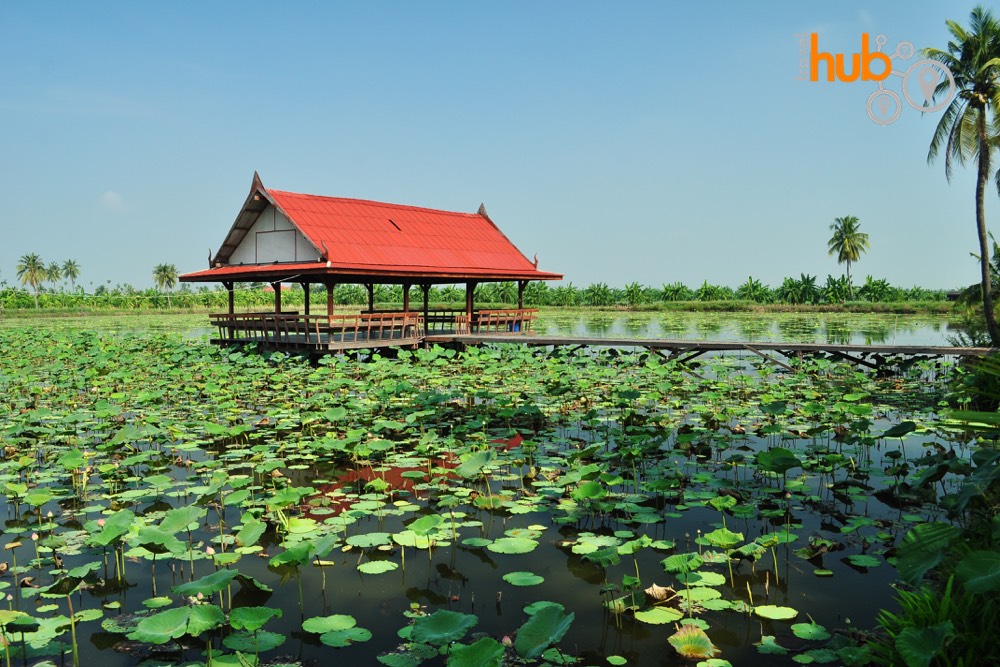 The lotus flower farm