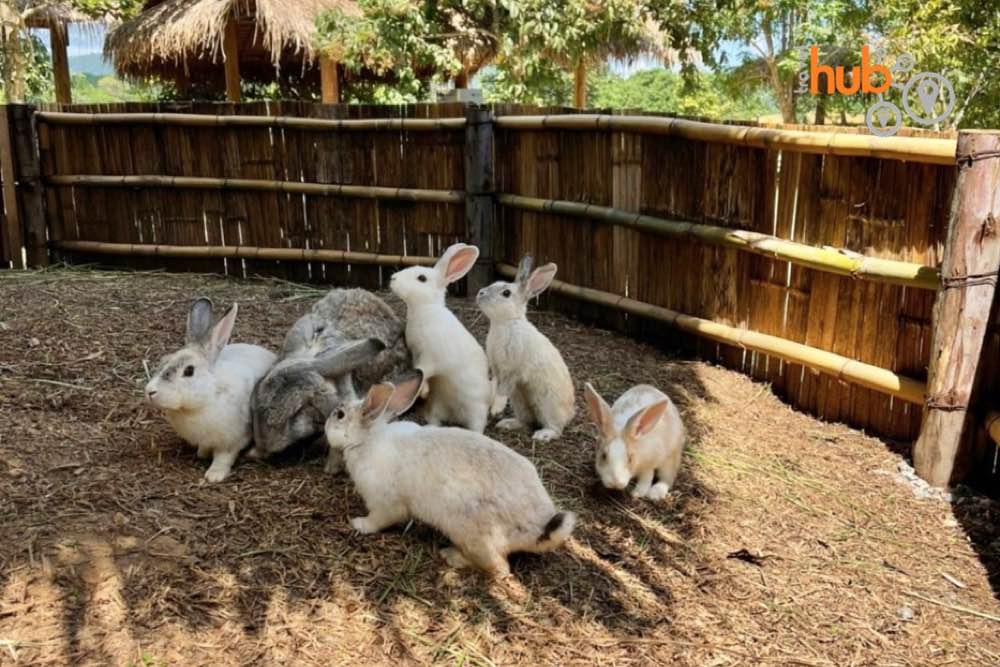 You will find a petting zoo at Singha Park