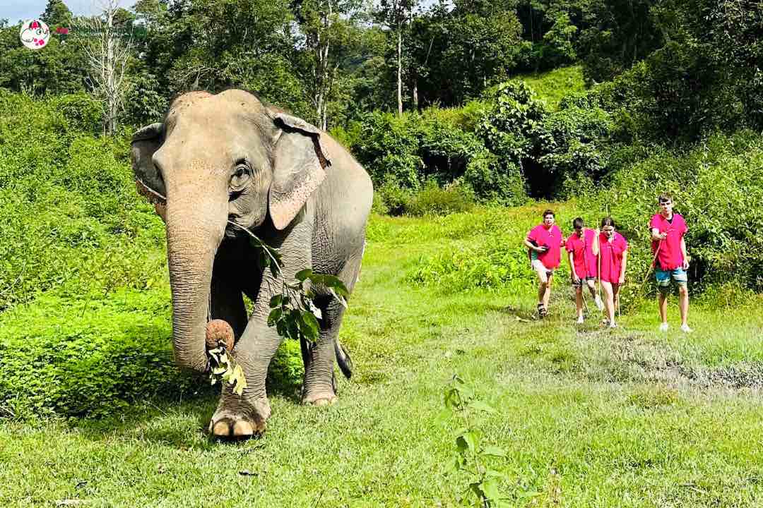elephant walks in the forest