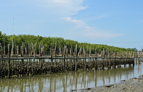 <p><strong><strong>Floating Market, Mangroves and Oyster Far</strong>ms</strong></p>
