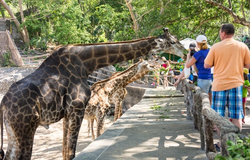 Khao Keow Open Zoo with Sanctuary of Truth Option