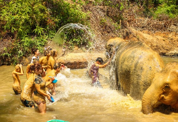 Half Day Elephant Jungle Sanctuary