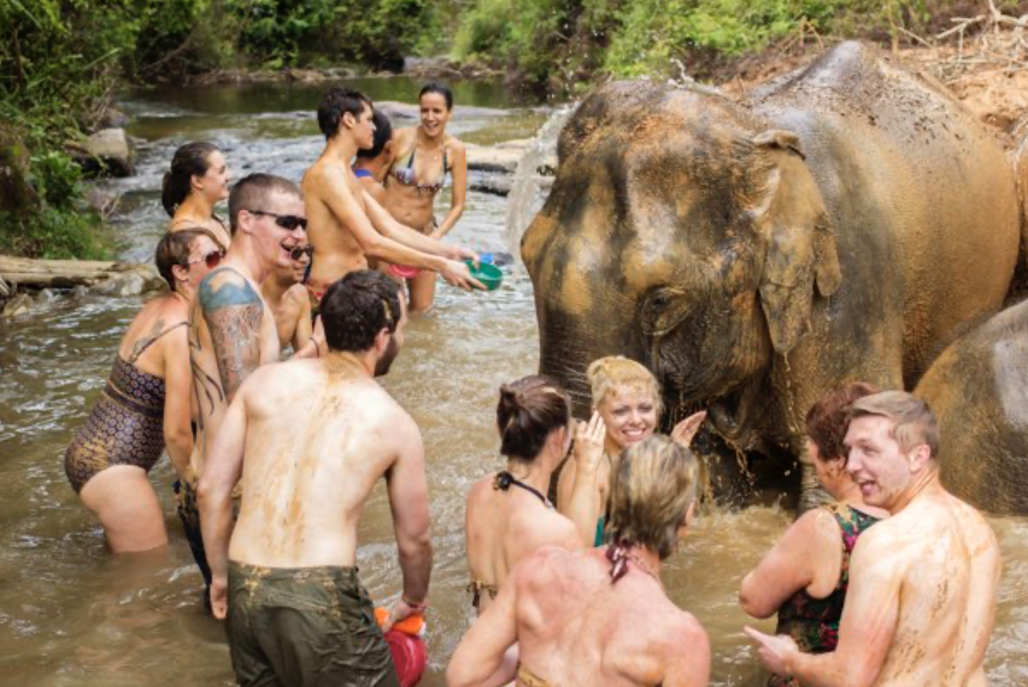 Elephant care Chiang Mai