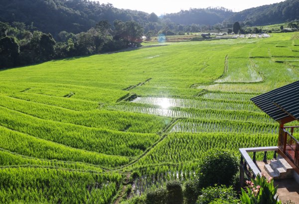 Doi Inthanon National Park tour with trekking